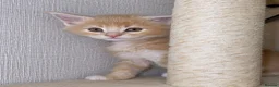 Maine Coon cats for sale: 🐾 FULLY REGISTERED PEDIGREE MAINE COON KITTENS 🐾 - Advert 6