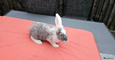 Continental Giant rabbits - Advert 15