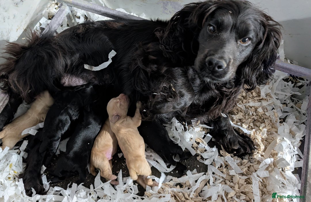 Cocker Spaniel dogs for sale: Cracking Cocker Pups - Image 11