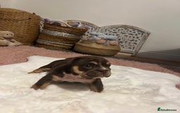 English Bulldog dogs for sale: 💖 5 Adorable English bulldog puppies 💖 - Image 8