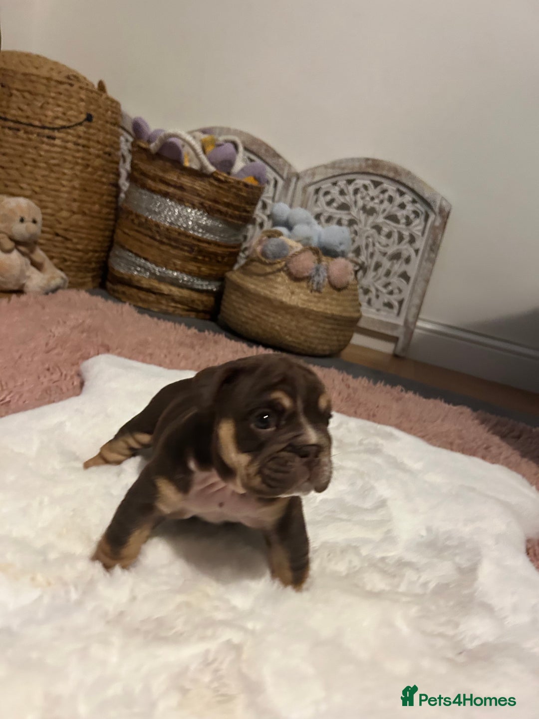 English Bulldog dogs for sale: 💖 5 Adorable English bulldog puppies 💖 - Image 8