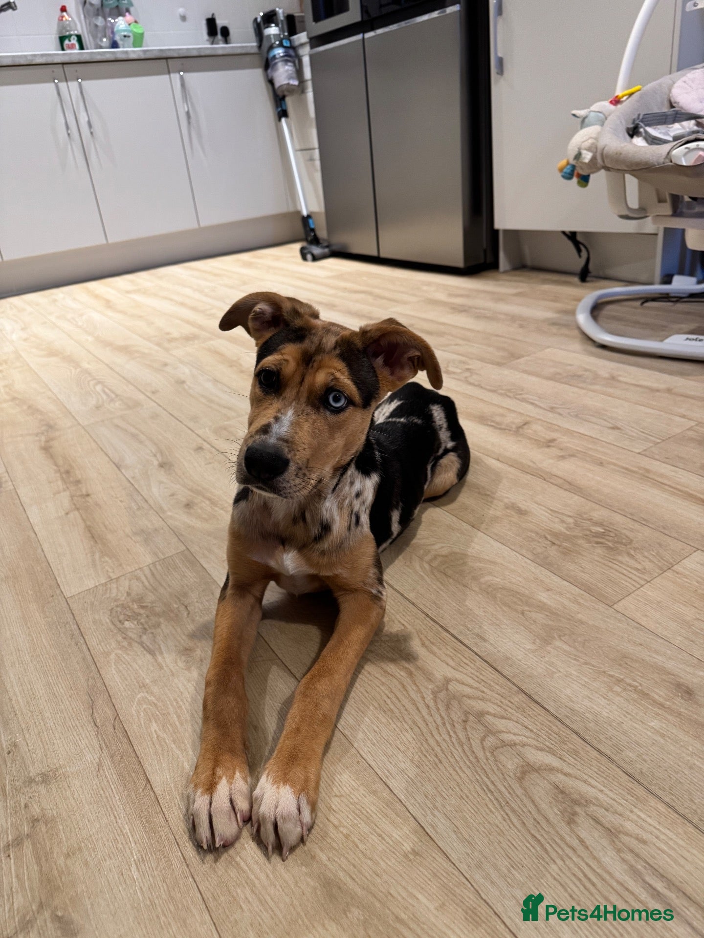 Mixed Breed dogs Beautiful German shepherd x cane corso  - Advert 5