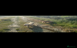 Cockapoo dogs for sale: Cockapoo  - Image 5