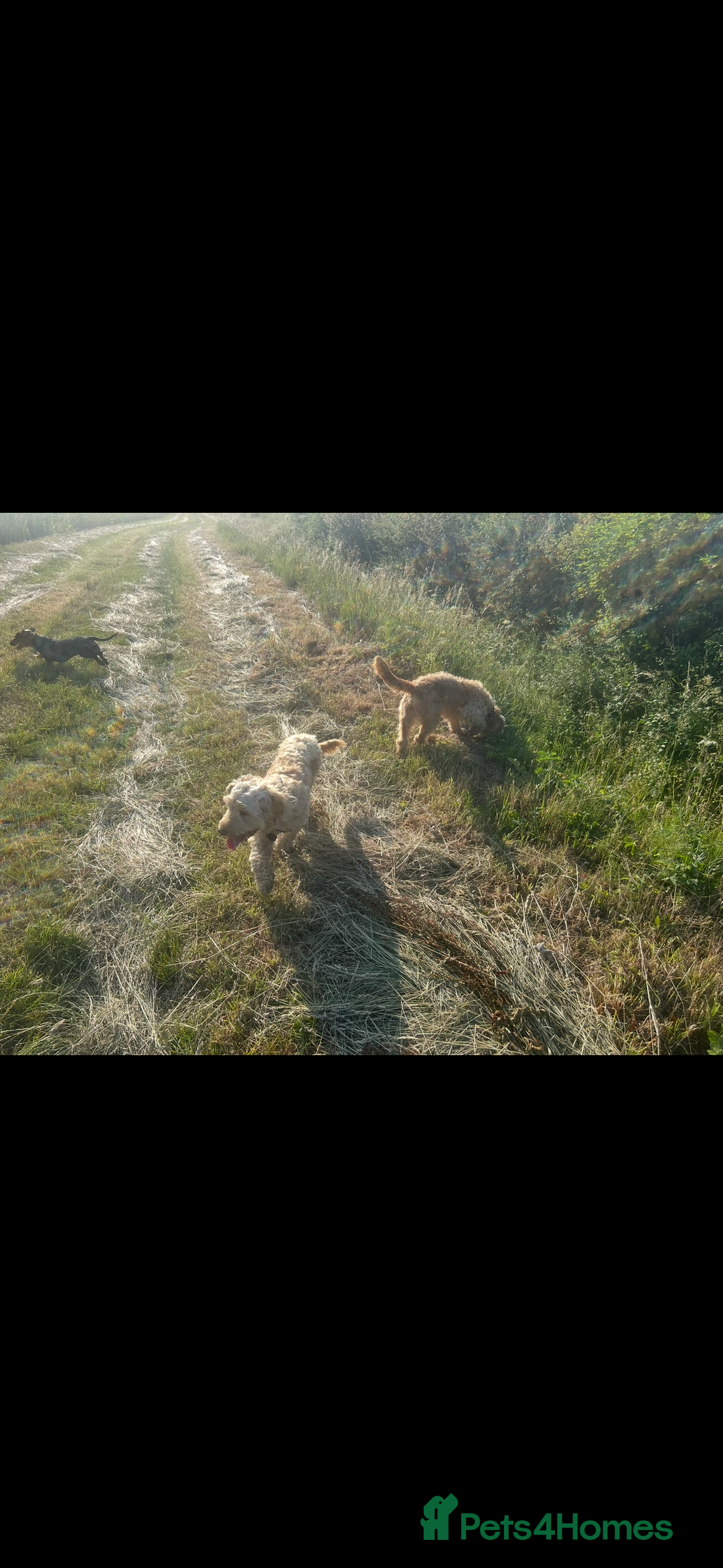 Cockapoo dogs for sale: Cockapoo  - Image 5