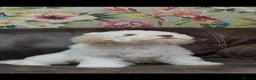 Lagotto Romagnolo dogs for sale: Quality lagotto romagnolo puppies for sale - Advert 9