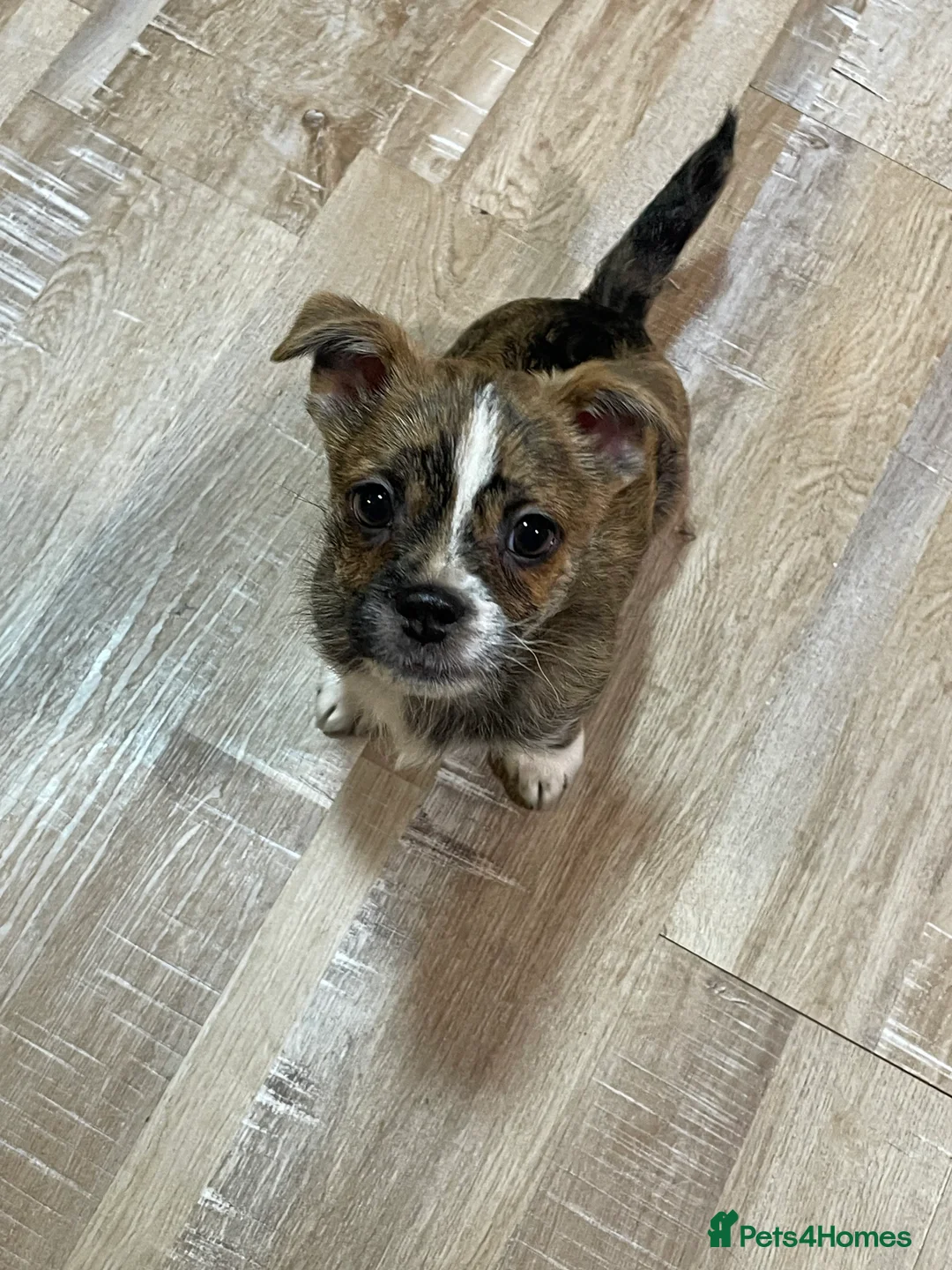 Mixed Breed dogs for sale: Gorgeous puppys - Advert 4