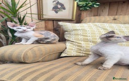 Devon Rex cats for sale: Beautiful GCCF registered girls  - Image 1