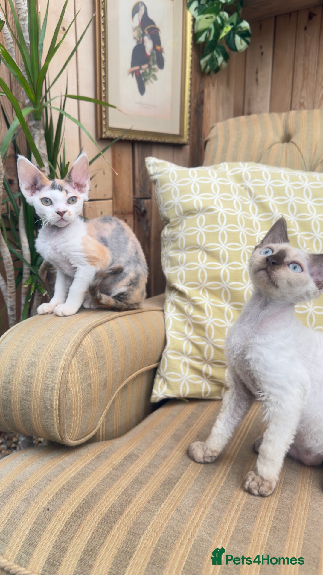 Devon Rex cats for sale: Beautiful GCCF registered girls  - Image 1