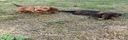 Dachshund dogs for sale: KC reg, champion bloodline, female mini dachshund - Advert 11