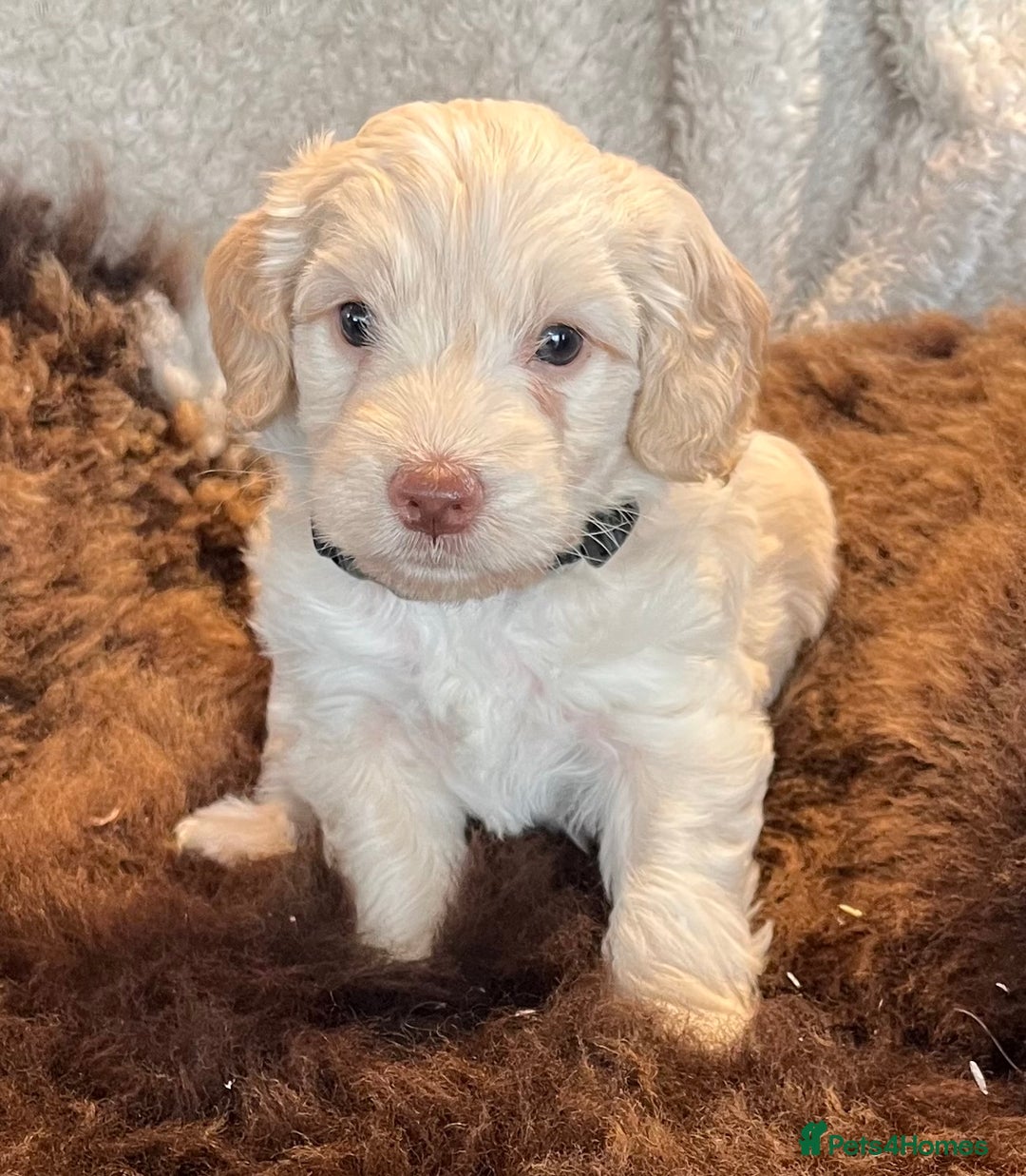 Cockapoo dogs for sale: Stunning F1 Cockapoos  - Advert 19
