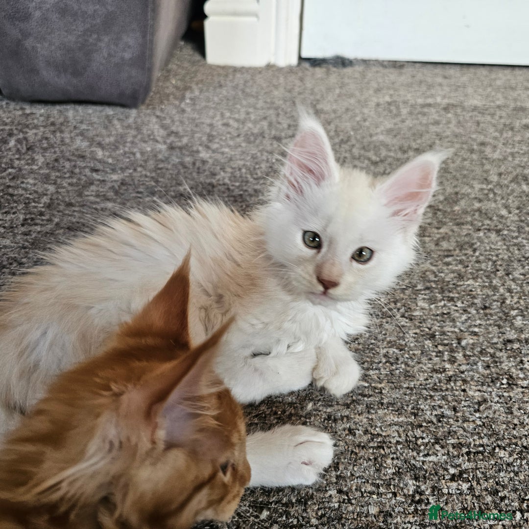 Maine Coon cats for sale: Looking for Special needs homes  - Image 3