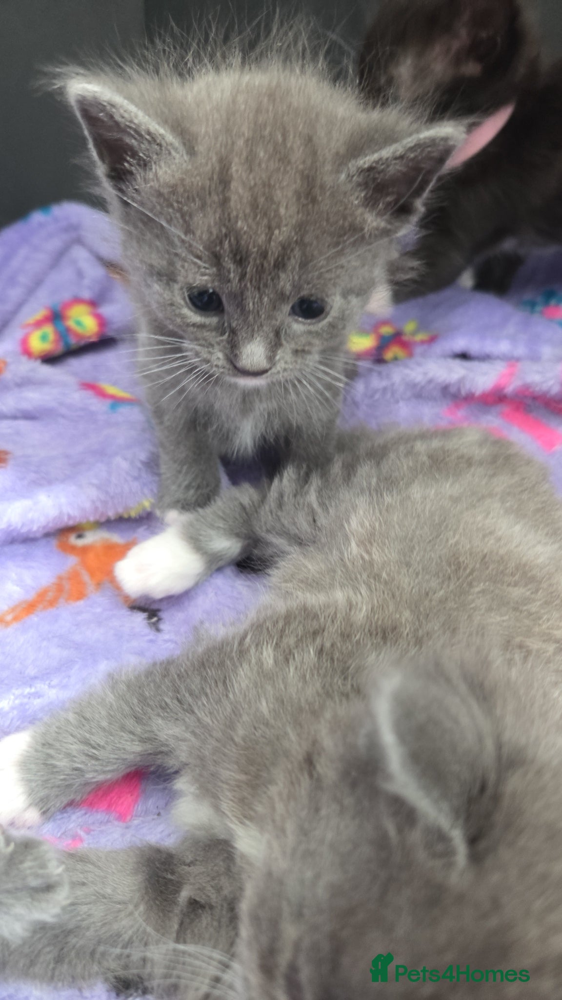 Mixed Breed cats for sale: 4 grey kittens for sale - Advert 3