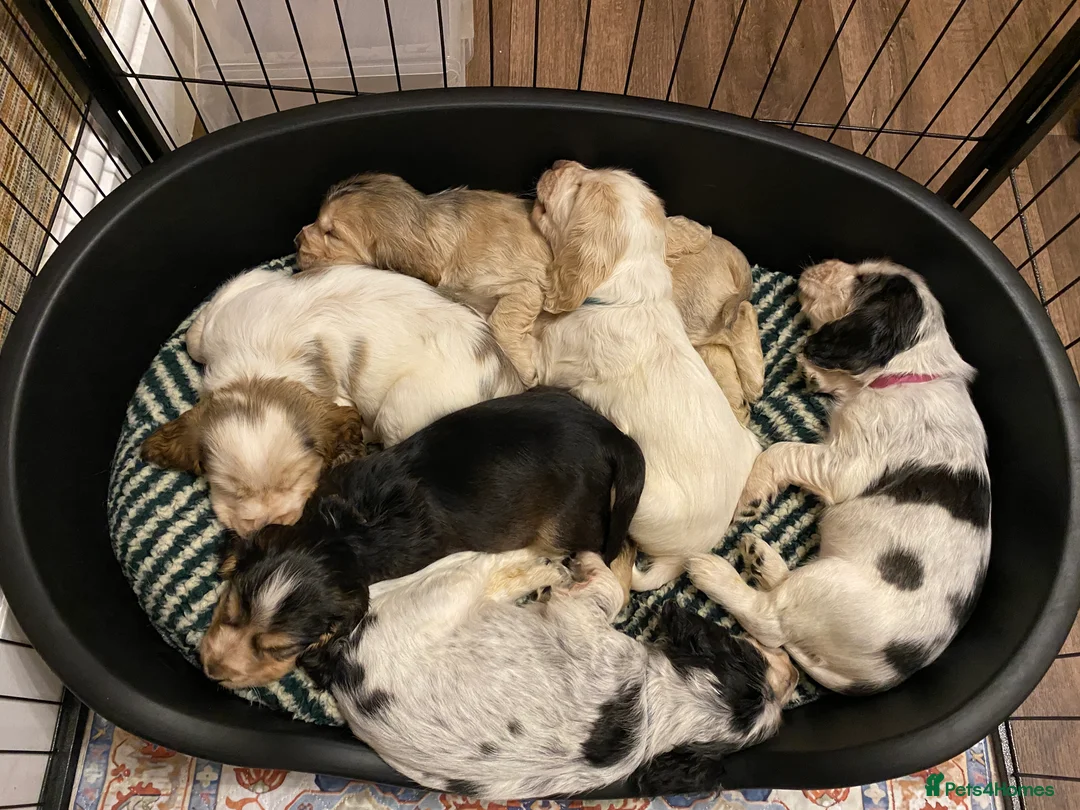 Cocker Spaniel dogs for sale: Stunning Litter of Show Cocker Spaniels  - Advert 9