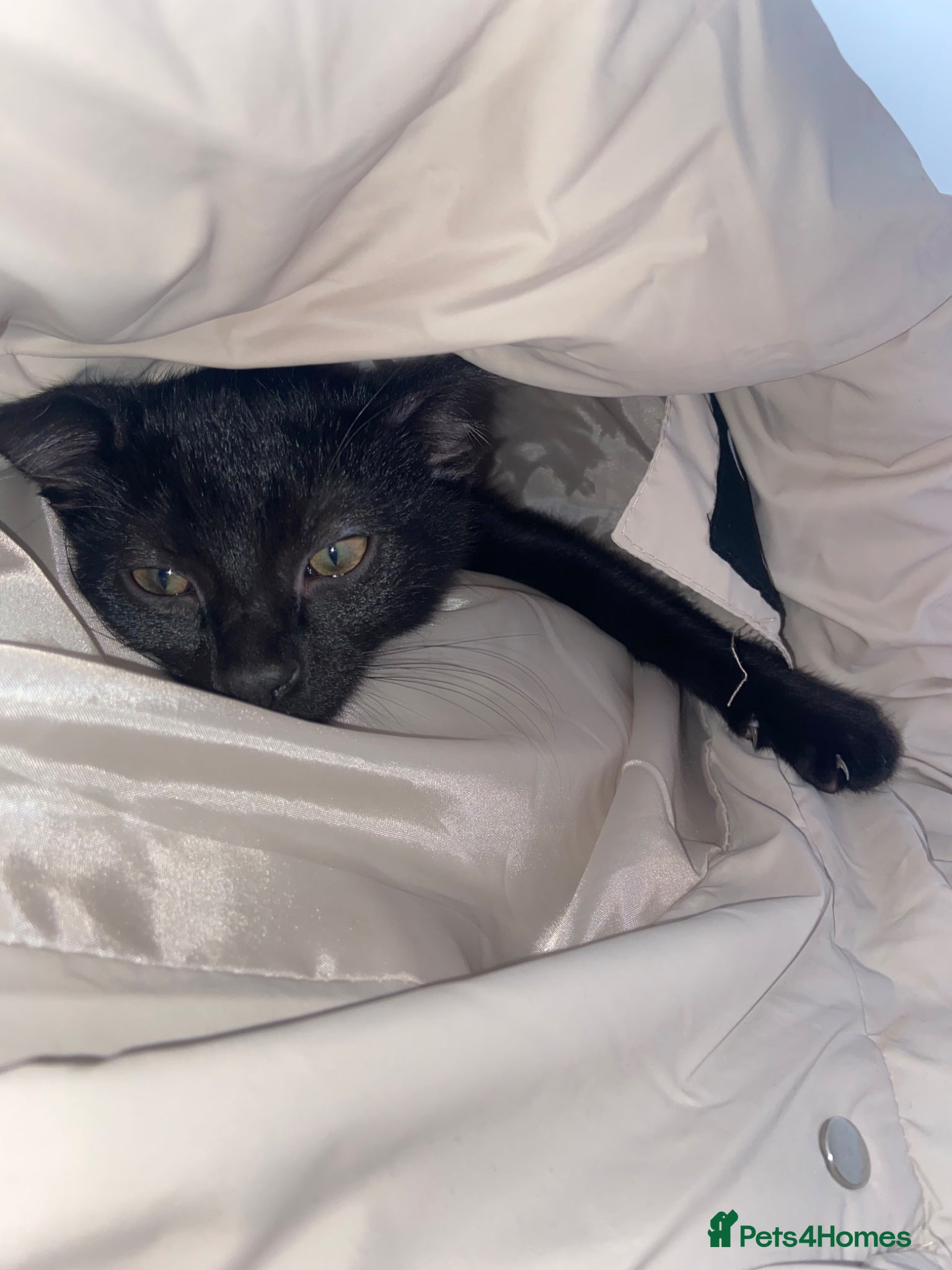 Mixed Breed cats for sale: Jet – Loving Male Cat Looking for His Forever Home - Advert 4