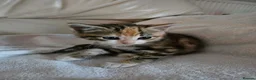 Mixed Breed cats for sale: Two lovely female tortoishell kittens - Advert 9