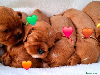 Cavalier King Charles Spaniel dogs 🥇❤️Beautiful Cavalier King Charles Spaniel 🐾⭐️ - Advert 11