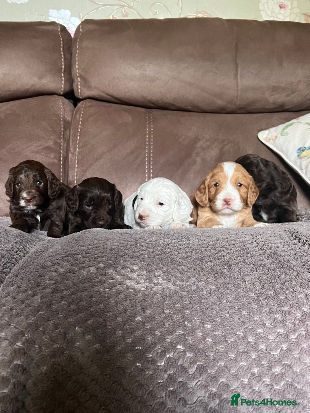 Cockapoo dogs for sale: F1 Cockapoos 5⭐️ Licensed Breeder Fully DNA Tested - Advert 15