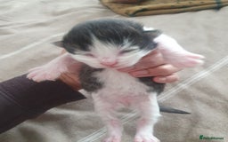 Mixed Breed cats for sale: Mixed breed kittens  - Image 9