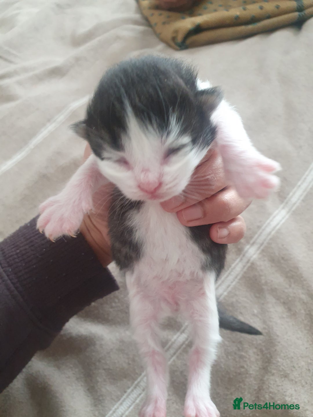 Mixed Breed cats for sale: Mixed breed kittens  - Image 9
