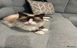 Ragdoll cats for sale: Boy and girl  - Advert 1