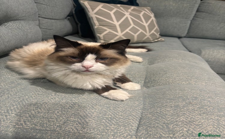 Ragdoll cats Boy and girl  - Advert 3