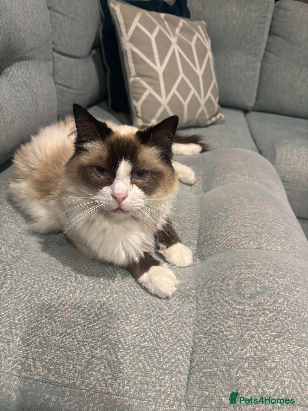 Ragdoll cats for sale: Boy and girl  - Advert 1