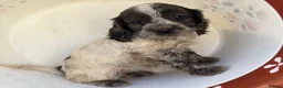 Cocker Spaniel dogs for sale: Beautiful cocker spaniel puppies  in York - Advert 15