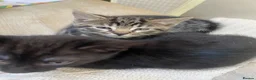 Bengal cats for sale: Bengal x kittens - Advert 14
