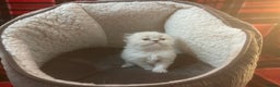 Persian cats for sale: 4 ADORABLE LITTLE CUTIE PIES, (READY 9TH JAN)  - Advert 20