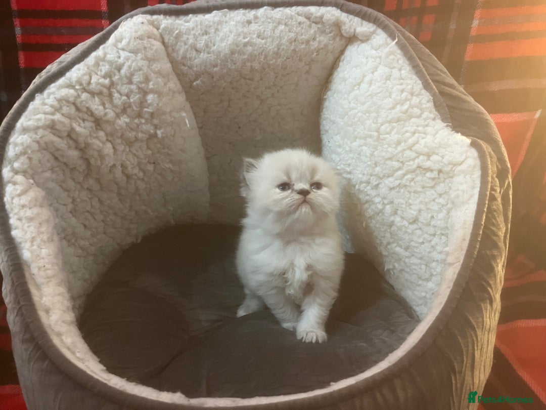 Persian cats for sale: 4 ADORABLE LITTLE CUTIE PIES, (READY 9TH JAN)  - Advert 20