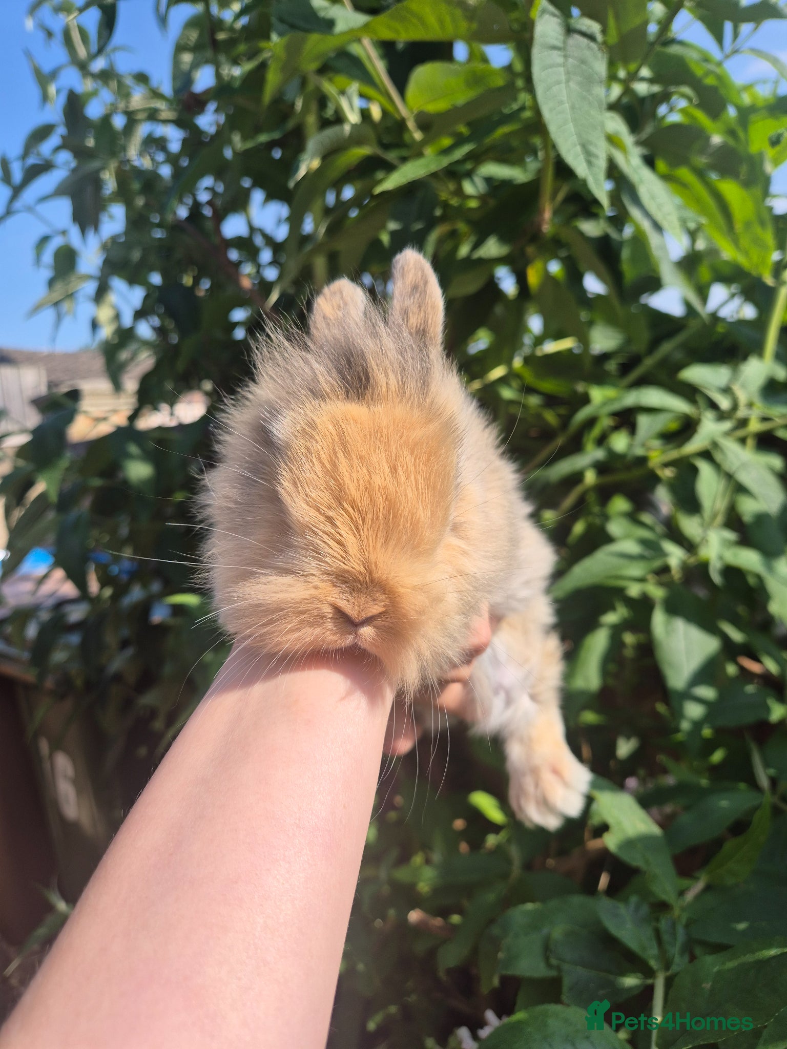 Mixed Breed rabbits READY NOW - KITS - Advert 17
