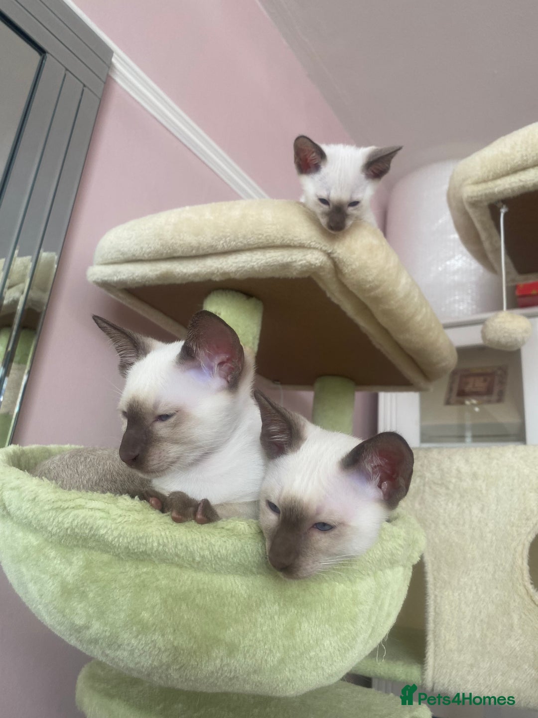 Siamese cats for sale: 🤩🐱Beautiful Siamese kittens for sale🐱⚡️ - Image 16