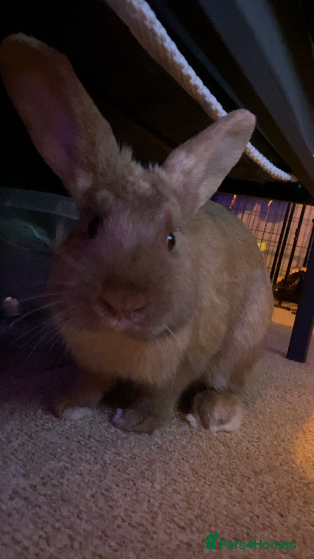 Mixed Breed rabbits for sale: Male rabbit - Advert 6