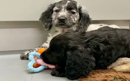 Cocker Spaniel dogs for sale: Cocker Spaniel puppies - Image 3
