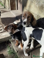 Mixed Breed dogs Meet Ruby and Rosie ! - Advert 5