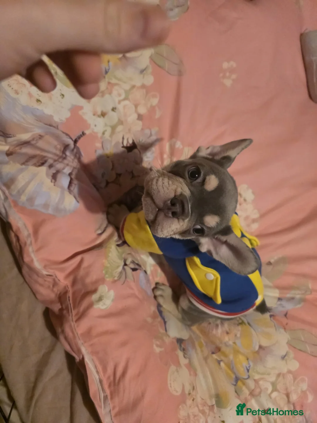 Gallery Image {{count}}