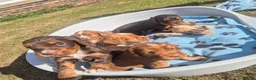 Cocker Spaniel dogs for sale: Kc registered working cockers - Advert 3