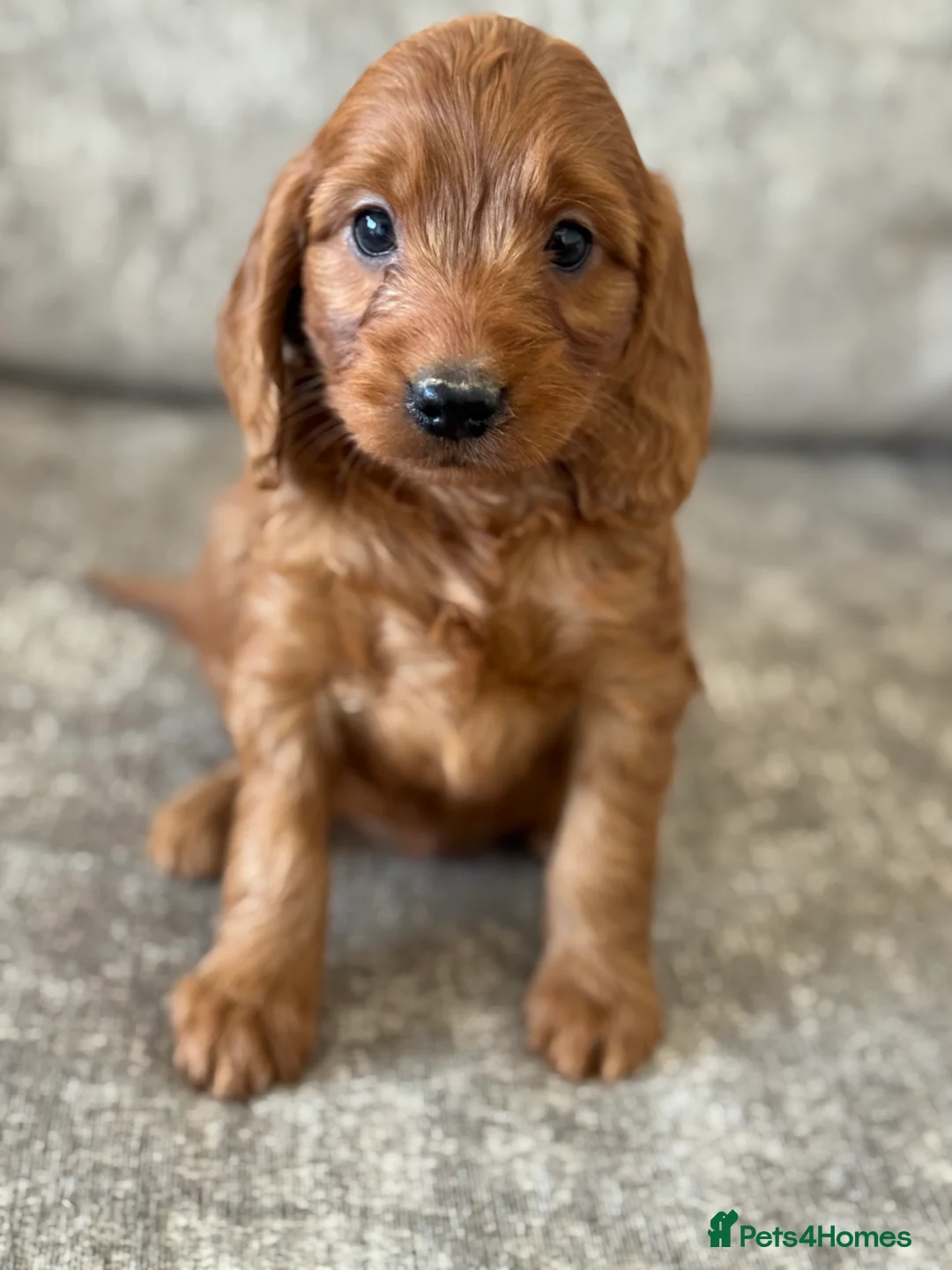 Cockapoo dogs for sale: BEAUTIFUL RED COCKERPOO LITTER  - Advert 26