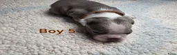 Boston Terrier dogs for sale: Chunky, Big and Beautiful KC Bostons  in Doncaster - Advert 20