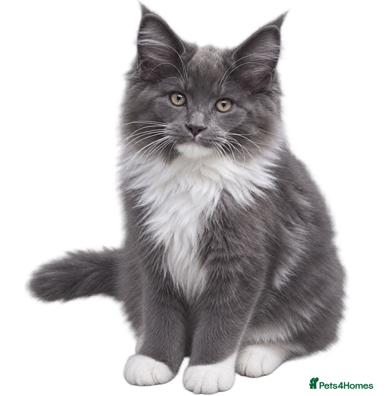 Maine Coon cats Maine coon kittens for sale  - Advert 14