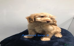 Cockapoo dogs for sale: F1 Cockapoo - Image 16