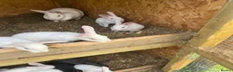 New Zealand rabbits for sale: Rabbits for sale very nice and very friendly with  - Advert 12