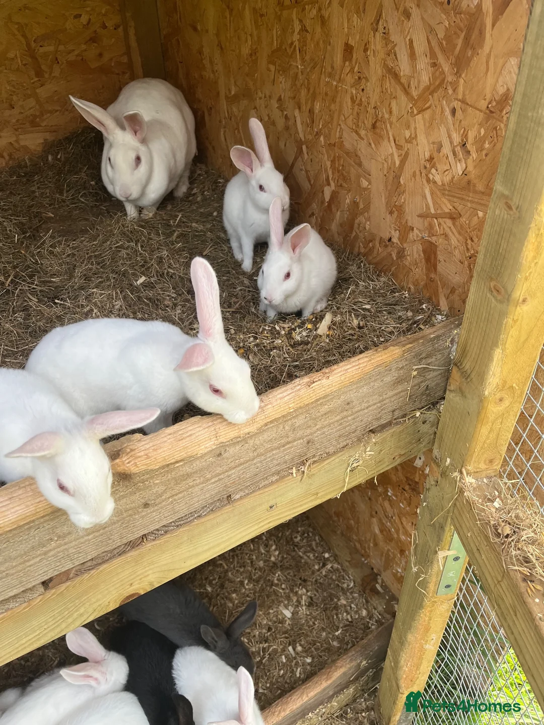New Zealand rabbits for sale: Rabbits for sale very nice and very friendly with  - Advert 12