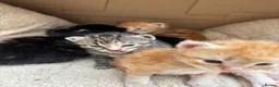 Scottish Fold cats for sale: 6 Scottish fold kittens  - Advert 5