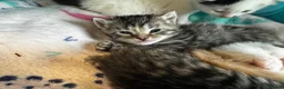 Mixed Breed cats for sale: 2 female and 2 male kittens  - Advert 12