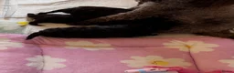 Cavapoo dogs for sale: Genetically health tested chocolate Cavapoos  - Advert 8