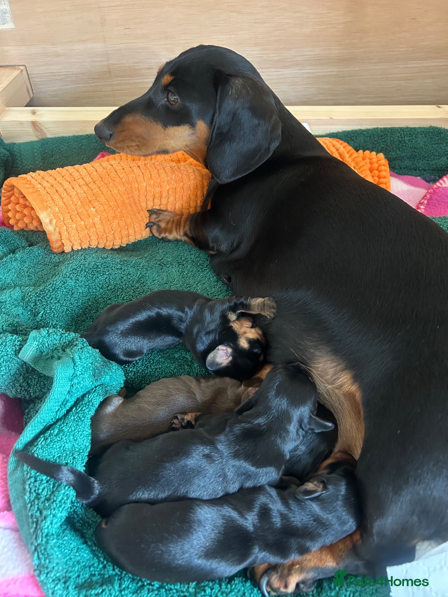 Miniature Dachshund dogs 🐾 MINIATURE DACHSHUND PUPPIES SHORT HAIRED - Advert 1