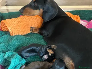 Miniature Dachshund dogs 🐾 MINIATURE DACHSHUND PUPPIES SHORT HAIRED - Advert 6