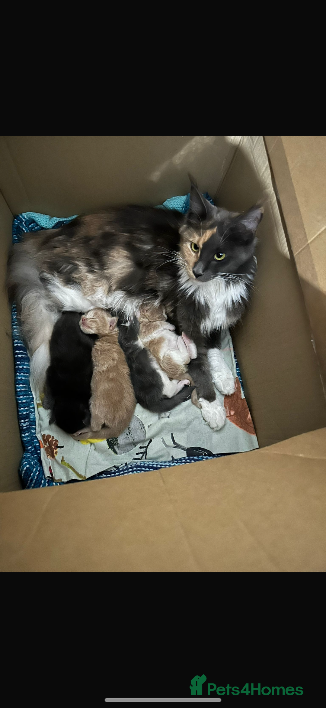 Maine Coon cats for sale: Maine coon kittens - Advert 1