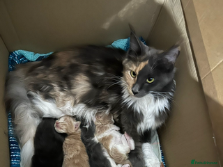 Maine Coon cats Maine coon kittens - Advert 5